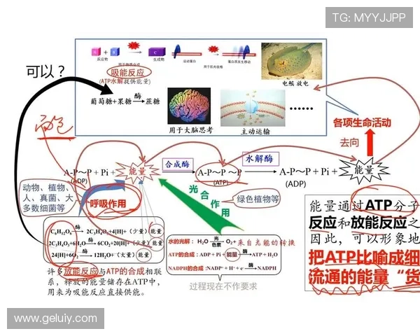 ATP与PI在细胞能量代谢中的核心作用及其相互关系研究